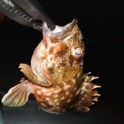 今日は出ましたよ！