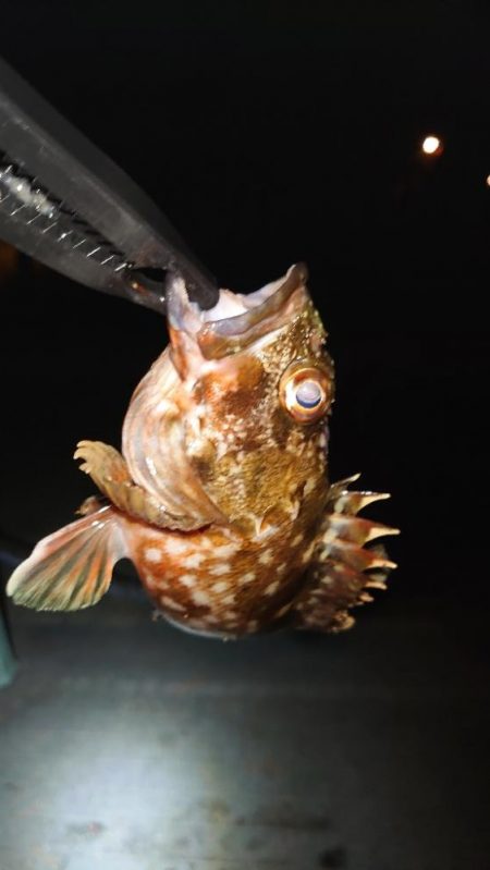 今日は出ましたよ！