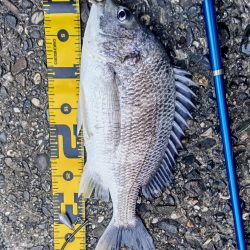 カレイはどこにおるんや