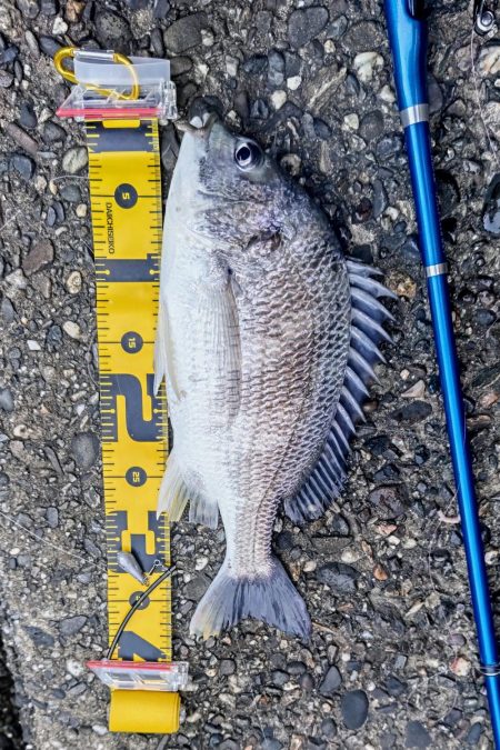 カレイはどこにおるんや