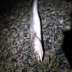 冬の泉南アナゴ