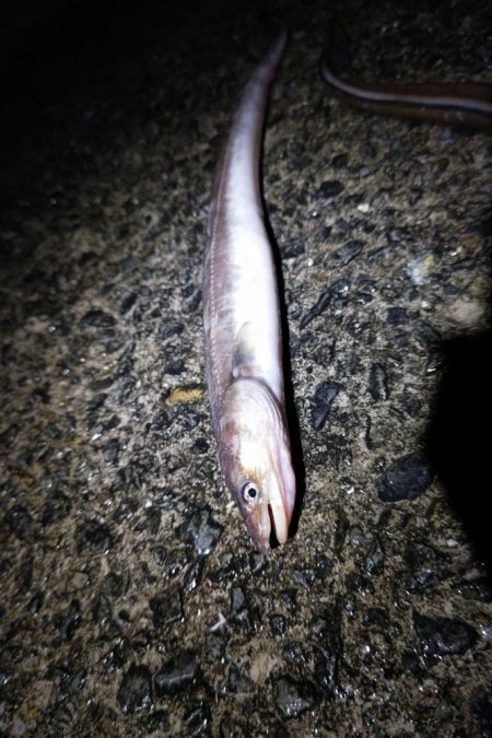 冬の泉南アナゴ