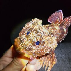 水軒　カゴ釣り