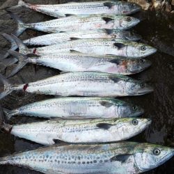 サゴシ祭りも終わりっぽいです。