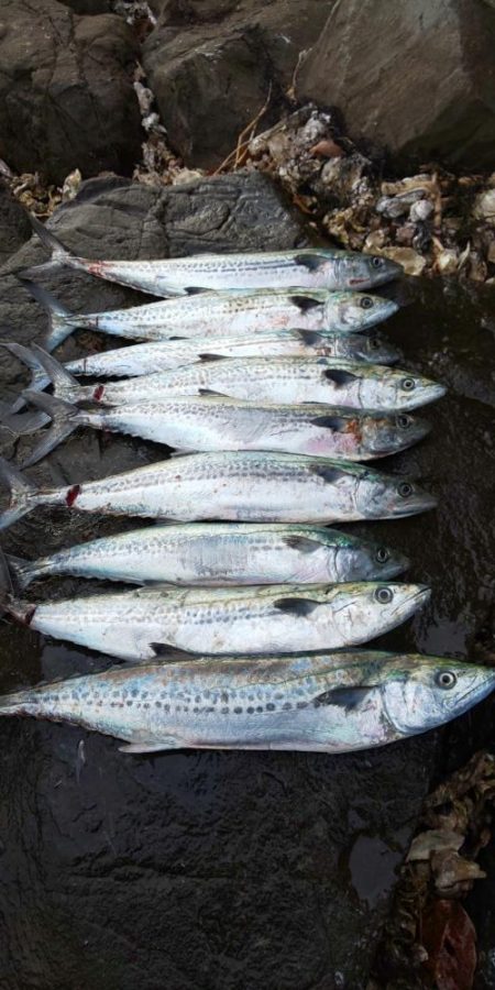 サゴシ祭りも終わりっぽいです。