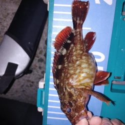 アジング最多記録