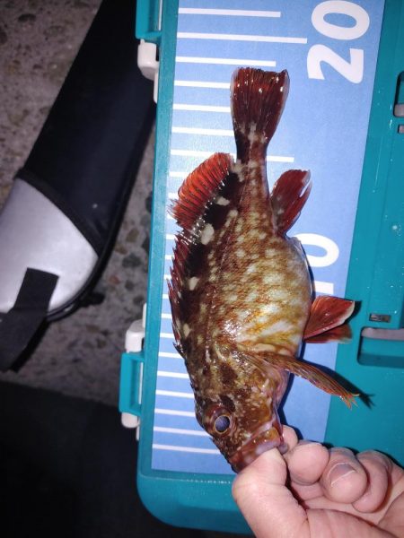 アジング最多記録