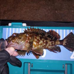 アジ不在でガシリングメバリング