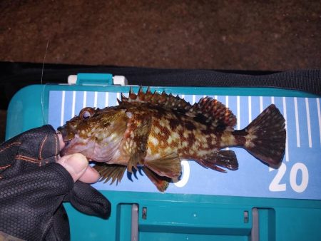 アジ不在でガシリングメバリング