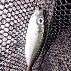 メバリング、アジもいた