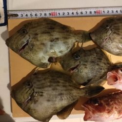 えさ政よりカワハギ釣り