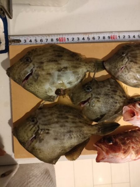 えさ政よりカワハギ釣り