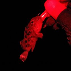 お祭り終わるも思わぬ大物が!