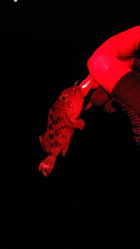 お祭り終わるも思わぬ大物が!