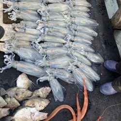 たかたかの釣り日記