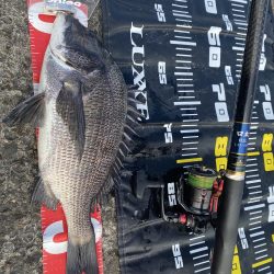 久々のチヌ45センチオーバー