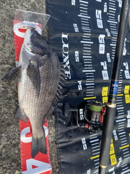 久々のチヌ45センチオーバー