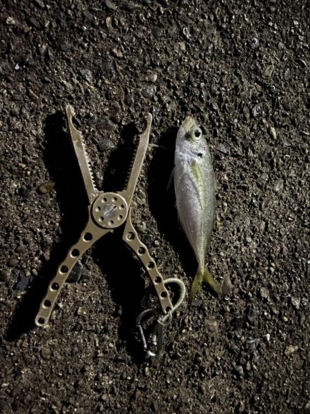 今日もアジング