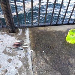 スズキもメジロも