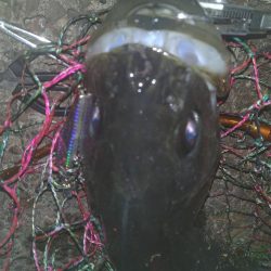 冬シーバス調査②