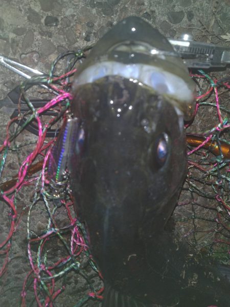 冬シーバス調査②