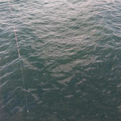 カワハギ釣れました