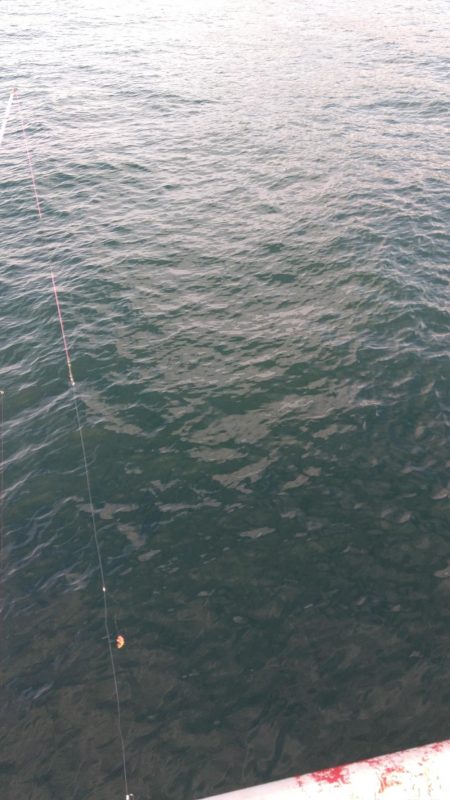 カワハギ釣れました