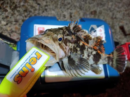 2023/12/02 南港ライトゲーム釣行…