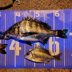 今治出張中、休み取れましたのでフカセ釣り第3戦✨