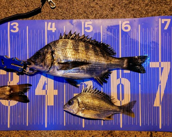 今治出張中、休み取れましたのでフカセ釣り第…