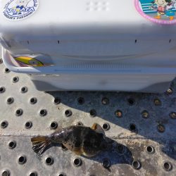 フカセ‥最高ですネ・・