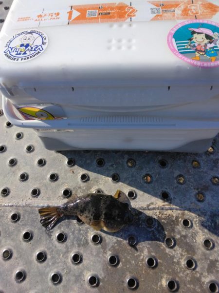 フカセ‥最高ですネ・・