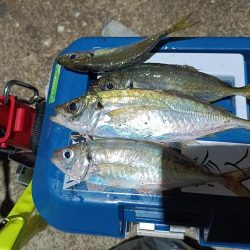 2023/12/04 南港ライトゲーム釣行 (アジ狙い)