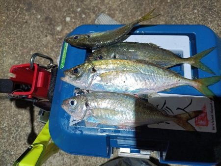 2023/12/04 南港ライトゲーム釣行…