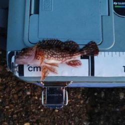 なんとかガシラ