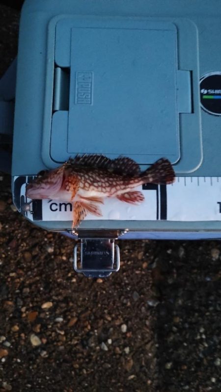 なんとかガシラ