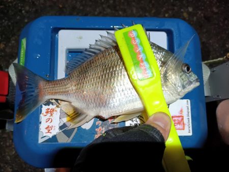 2023/12/06 南港ライトゲーム釣行 (アジ狙い)