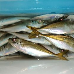 まだ釣れてます