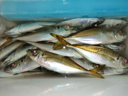 まだ釣れてます