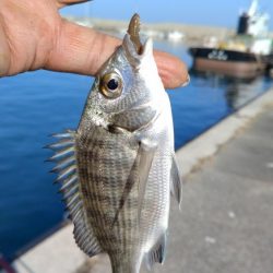 シーズン５回目の淡路釣行