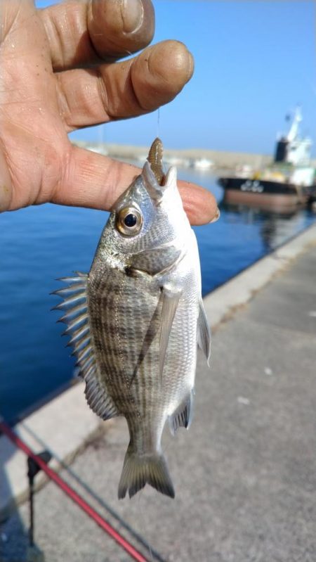 シーズン５回目の淡路釣行