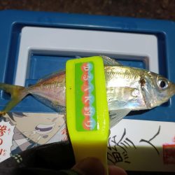 2023/12/08 南港ライトゲーム釣行 (アジ狙い)