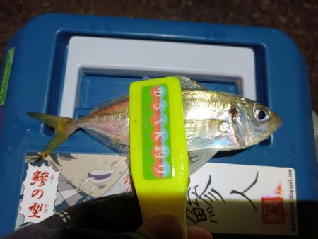 2023/12/08 南港ライトゲーム釣行…