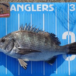 今治出張中、休み取れましたのでフカセ釣り第4戦✨