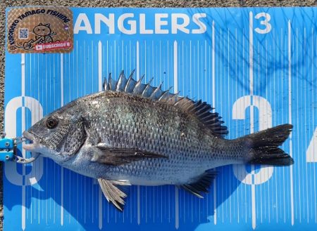 今治出張中、休み取れましたのでフカセ釣り第4戦✨