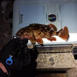 ガシラとは仲良し