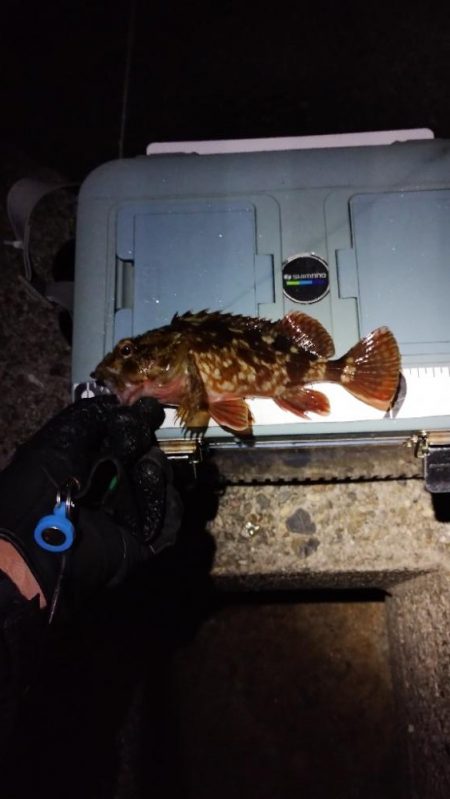 ガシラとは仲良し