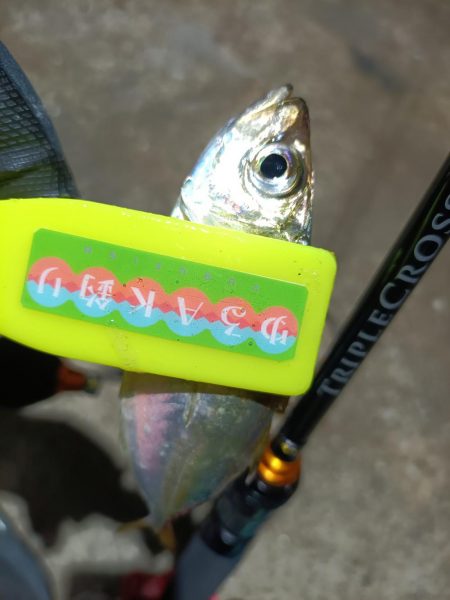 2023/12/10 南港ライトゲーム釣行 (アジ狙い)