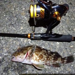 2023/12/12 南港ライトゲーム釣行 (ロックフィッシュ狙い!)