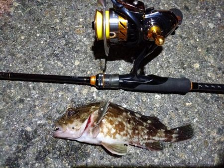 2023/12/12 南港ライトゲーム釣行 (ロックフィッシュ狙い!)